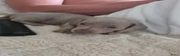 Miniature Dachshund dogs for sale: Blue/IsabellaTanMiniatureDachshund - READY - Advert 37