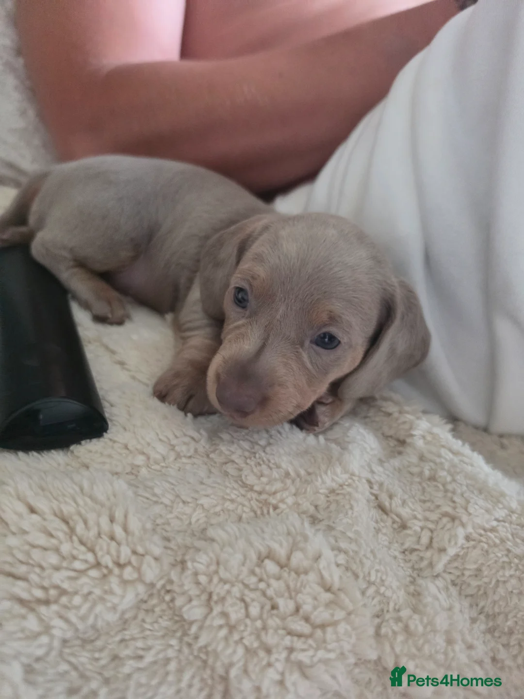 Miniature Dachshund dogs for sale: Blue/IsabellaTanMiniatureDachshund - READY - Advert 37
