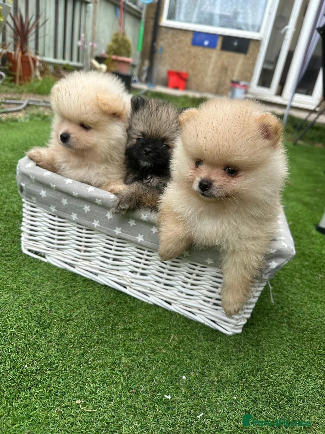 Pomeranian dogs for sale: Beautiful Cream&Wolf Sable Male Pomeranian Puppies - Advert 1