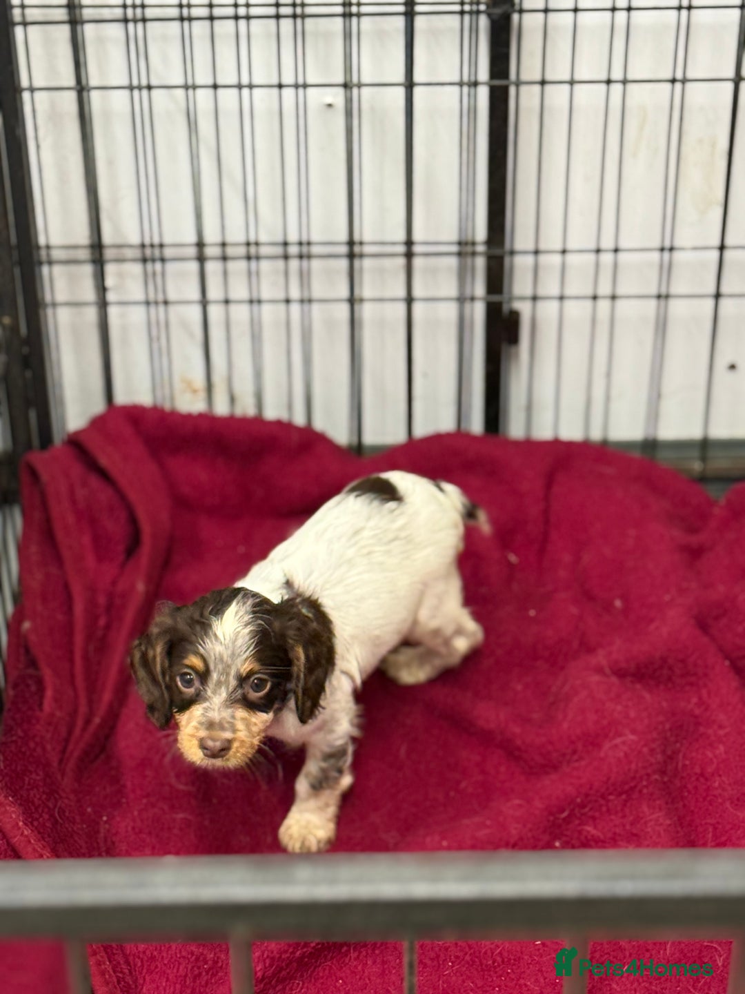 Cocker Spaniel dogs for sale: Working cocker spainel puppies  - Advert 11
