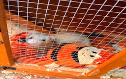 Ferret rodents for sale: Micro ferret with full set up - Image 4