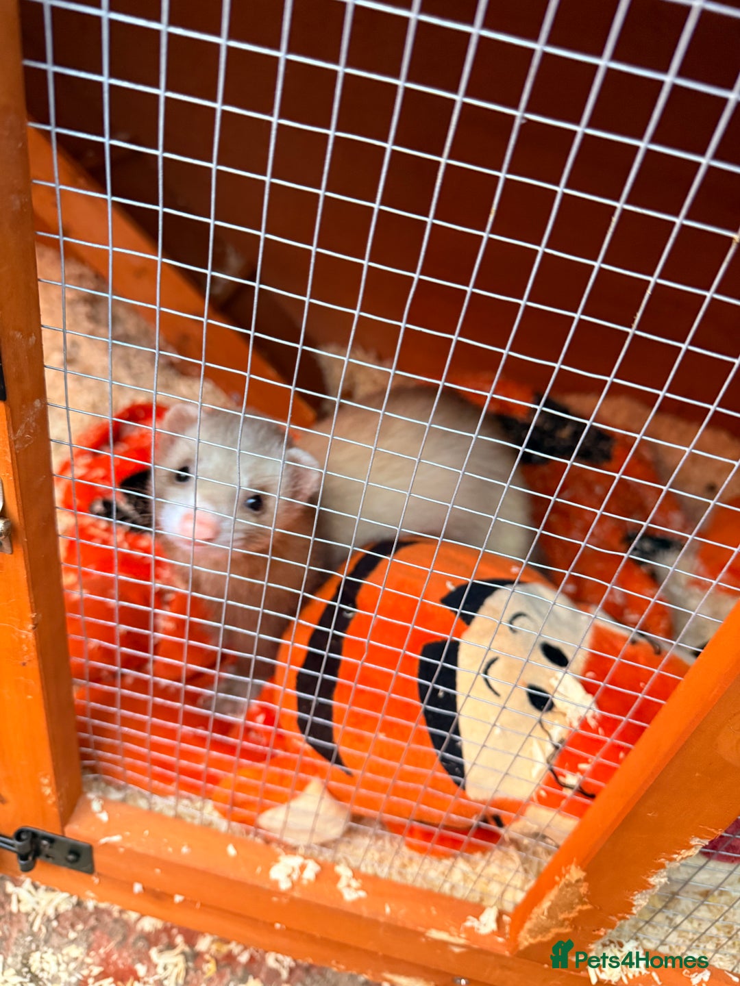 Ferret rodents for sale: Micro ferret with full set up - Image 4