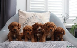 Cavapoochon dogs for sale: Beautiful Cavapoochons looking for forever homes - Image 18