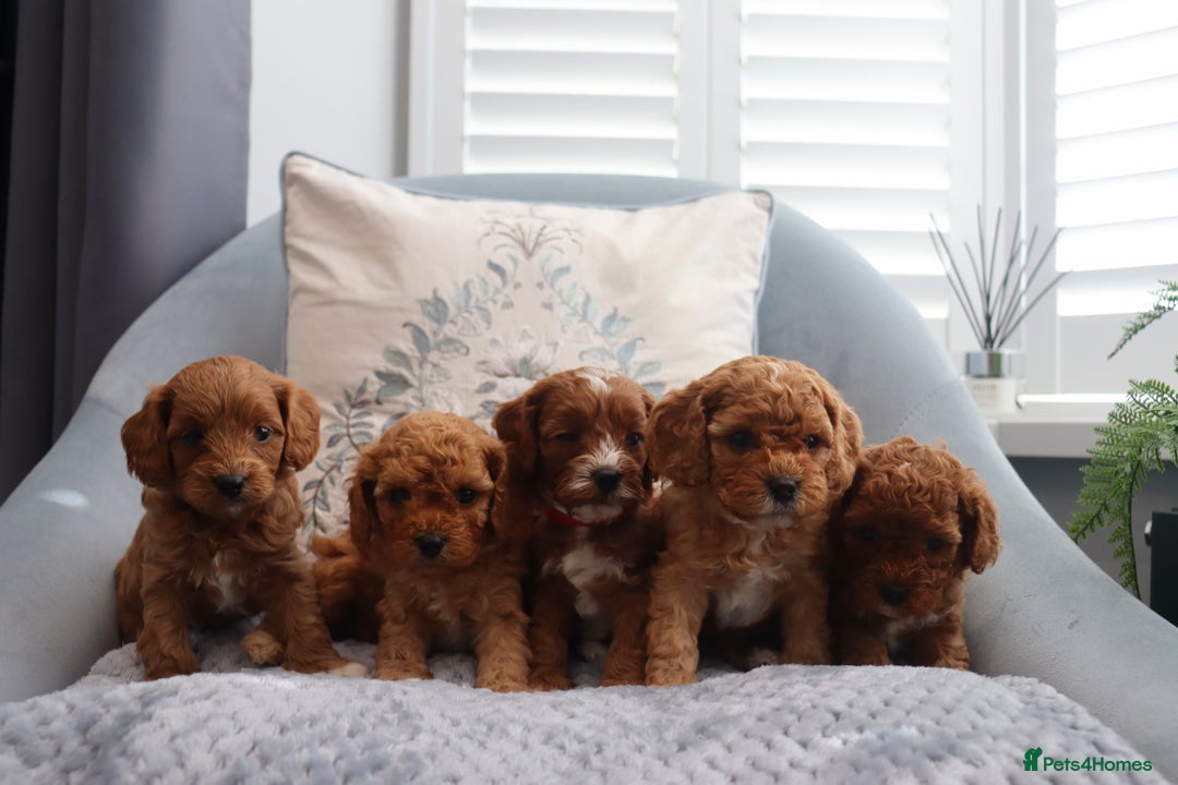 Cavapoochon dogs for sale: Beautiful Cavapoochons looking for forever homes - Image 18