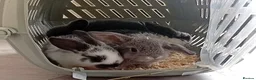 Mini Lop rabbits for sale: 4 adorable babies  - Advert 13