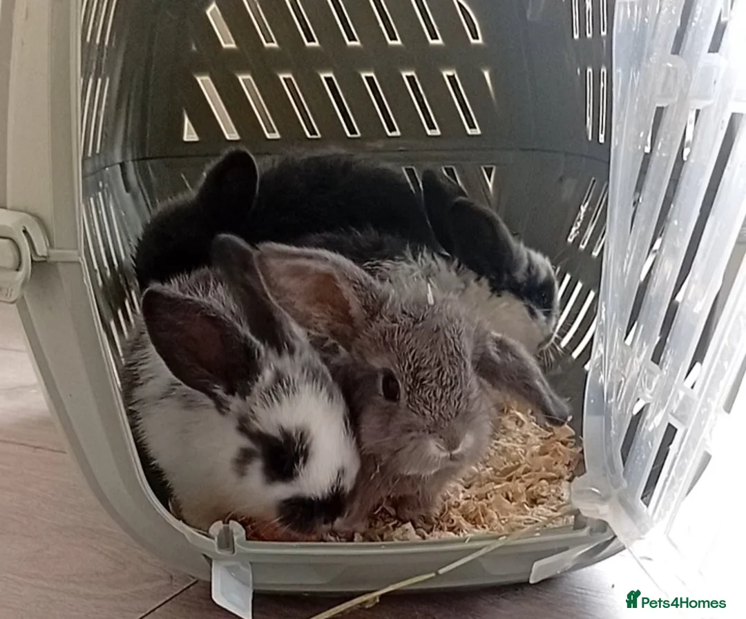 Mini Lop rabbits for sale: 4 adorable babies  - Advert 13
