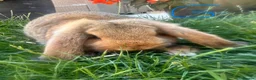 Mini Lop rabbits for sale: Mini Lop Rabbits For Sale  - Advert 20