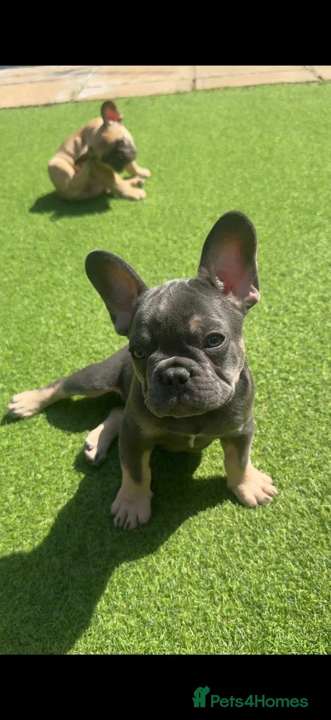 French Bulldog dogs for sale: Burt and ernie - Advert 2