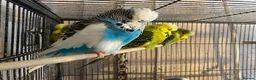 Budgerigars birds for sale: Young budgies for sale - Advert 4