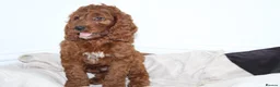 Irish Doodle dogs for sale: Stunning male Irish doodle puppies - Advert 2