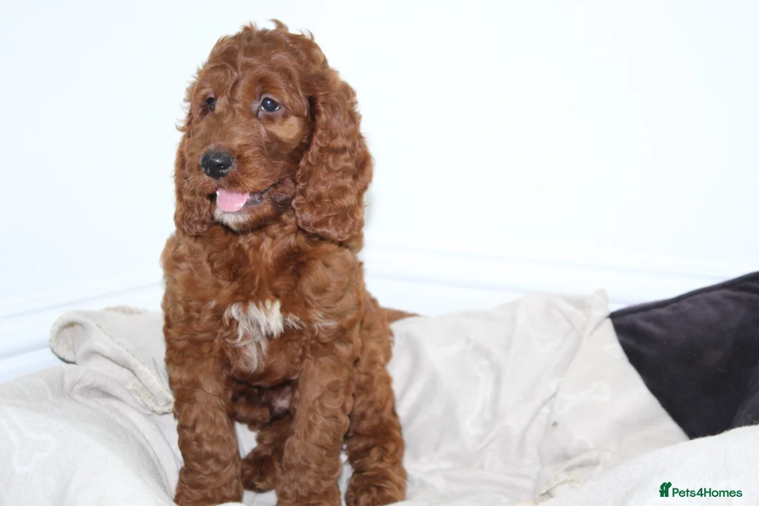 Irish Doodle dogs for sale: Stunning male Irish doodle puppies - Advert 2