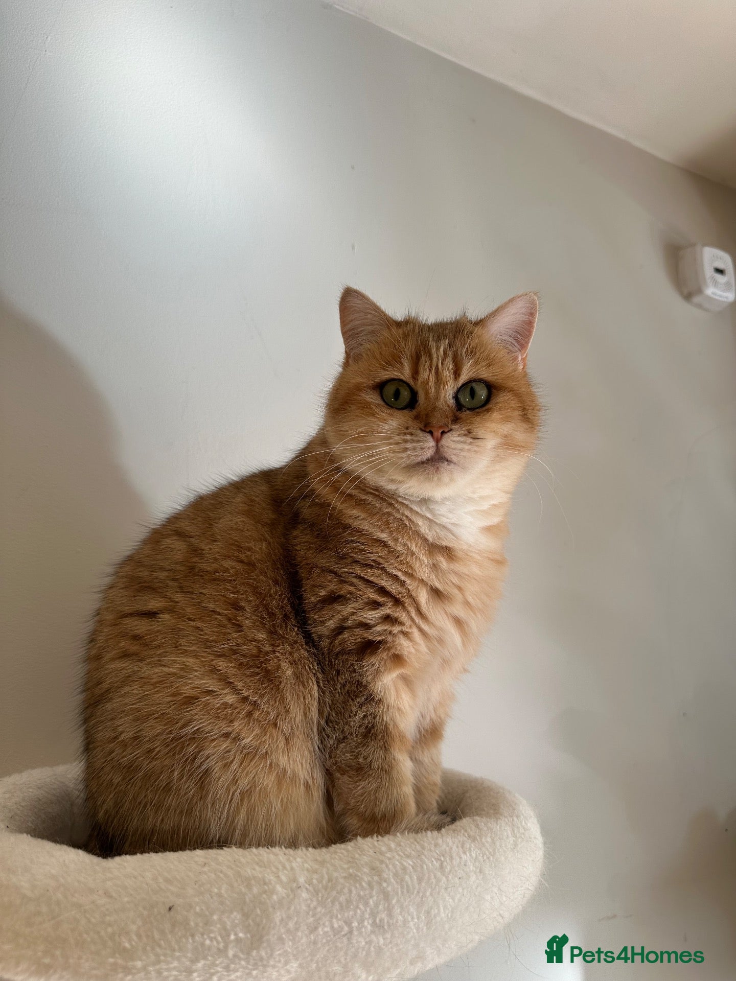 British Shorthair cats BSH golden Retired Queen rehome  - Advert 1