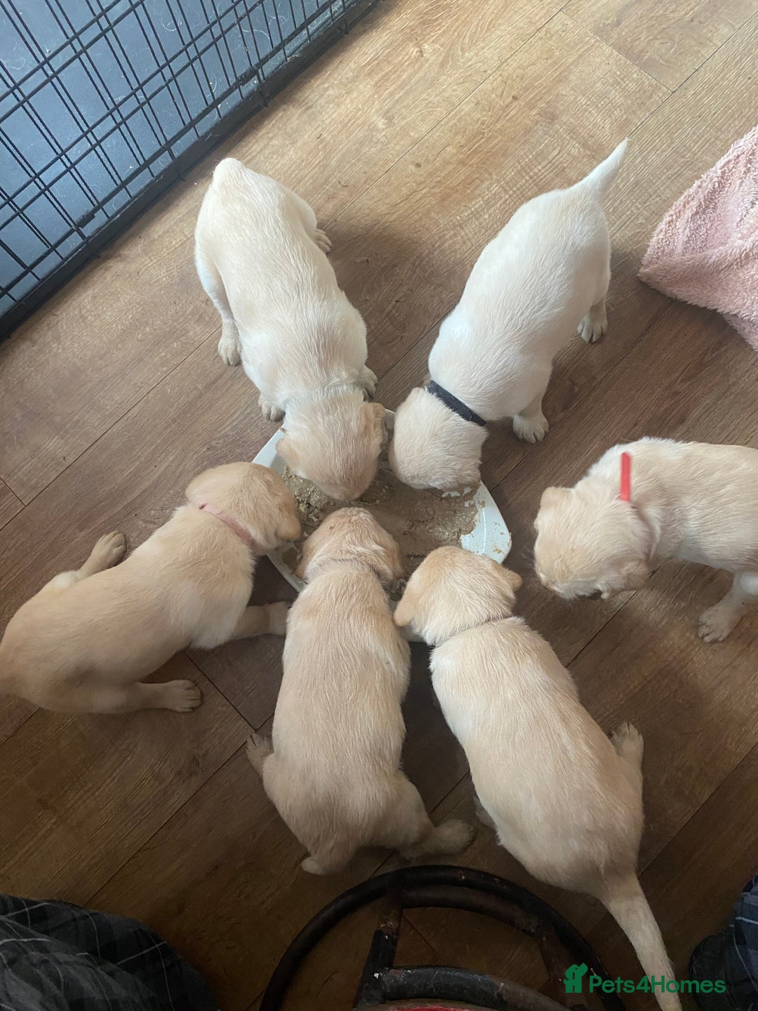 Labradoodle dogs for sale: Labradoodle puppies for sale £600-£750 - Image 11