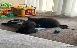 British Longhair cats for sale: 2 beautiful kittens looking for a home - Image 6