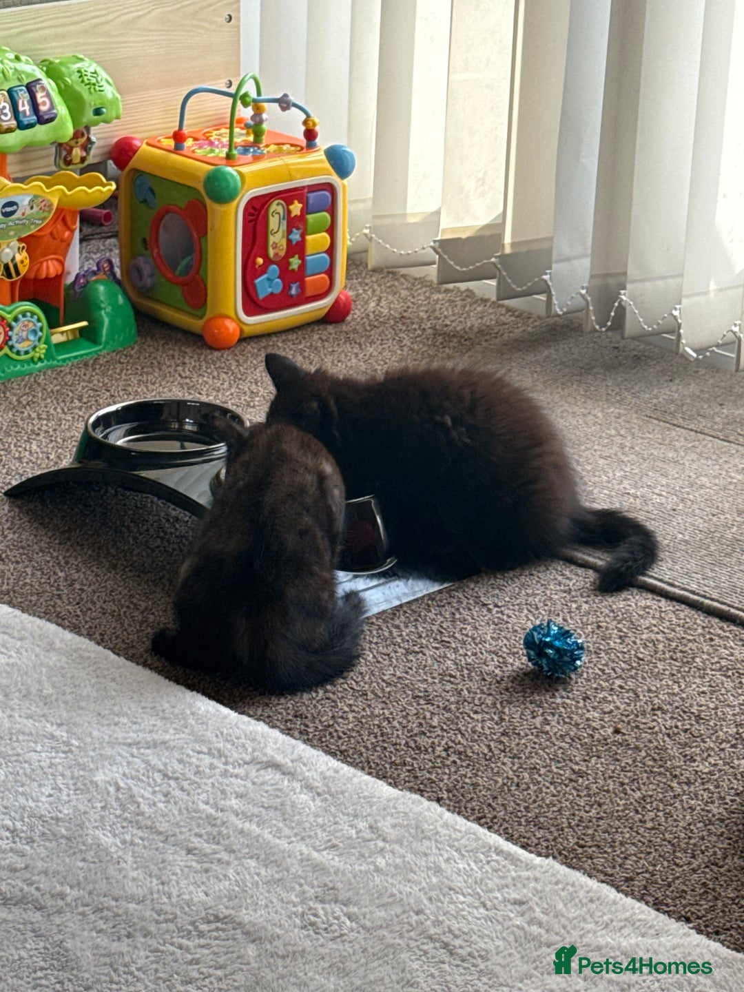 British Longhair cats for sale: 2 beautiful kittens looking for a home - Image 6