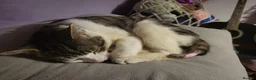 Domestic Shorthair cats for sale: Gorgeous cat available for adoption in Wigan - Advert 4