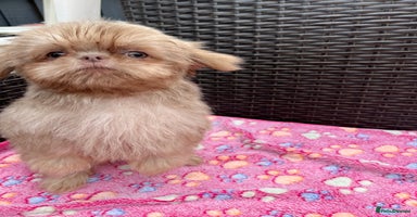 Shih Tzu dogs - Advert 2