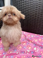 Shih Tzu dogs - Advert 2