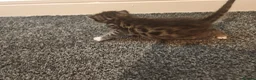 Bengal cats for sale: Adorable Bengal Mix Kittens  in Newmarket - Advert 12