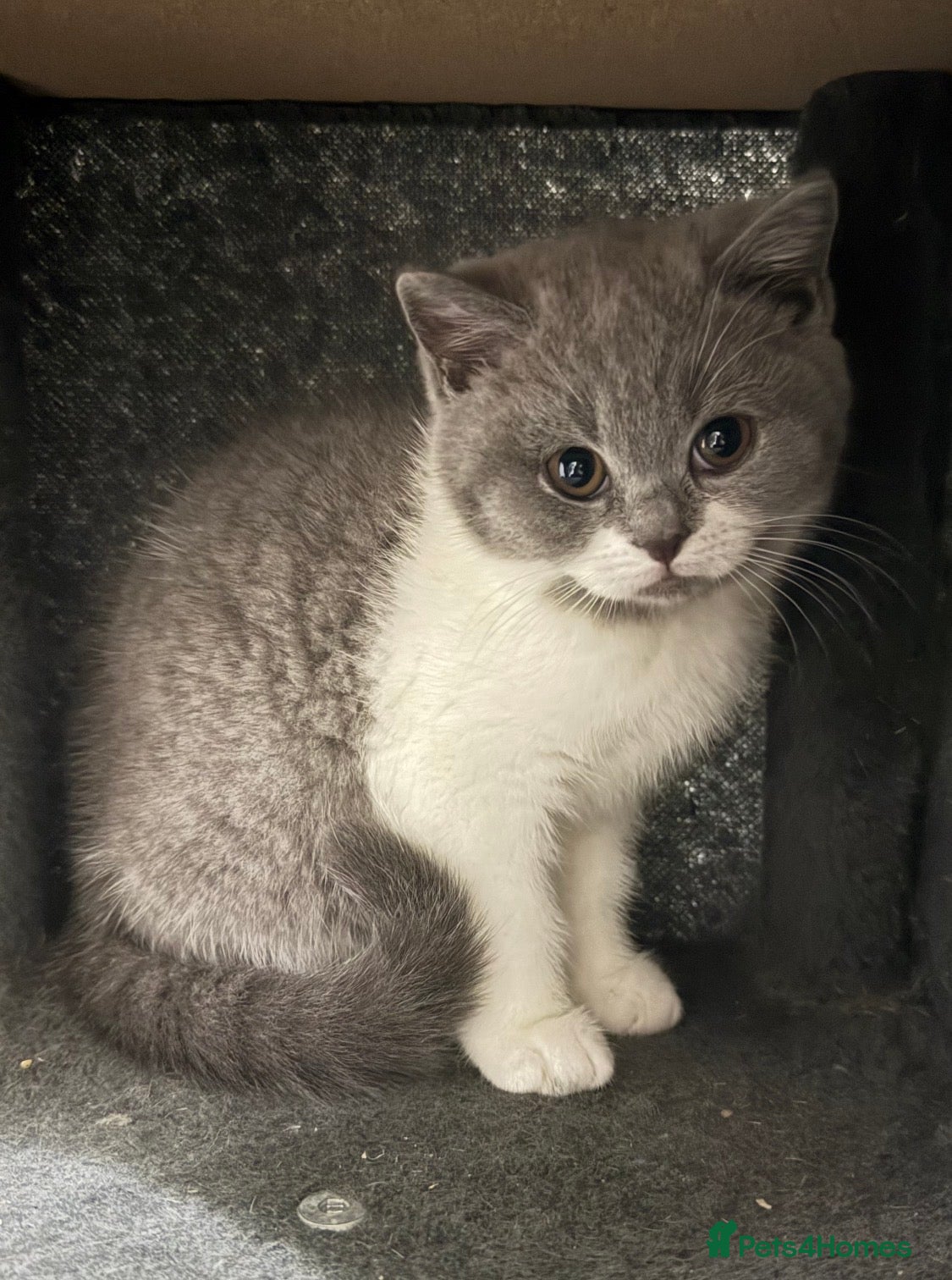 British Shorthair cats pedigree kittens  - Advert 1