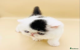 Exotic cats for sale: (Rare odd eye bicolours)🏆Exceptional. - Image 22