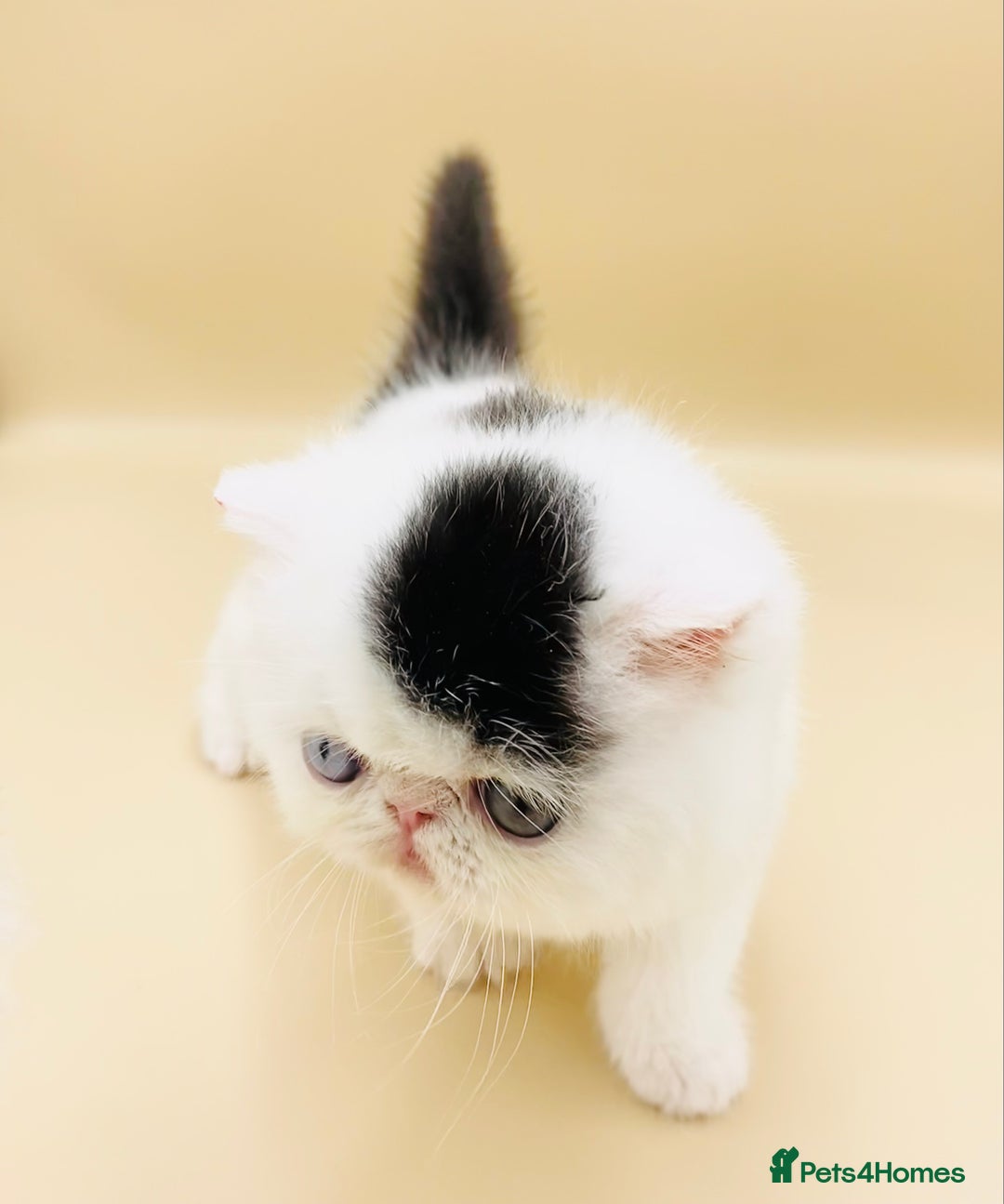 Exotic cats for sale: (Rare odd eye bicolours)🏆Exceptional. - Image 22