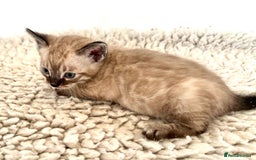 Bengal cats for sale: Seal mink snow & charcoal seal bengal  - Image 7