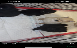 Pomeranian dogs for sale: Pomeranian puppies - Advert 2