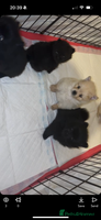 Pomeranian dogs Pomeranian puppies - Advert 2