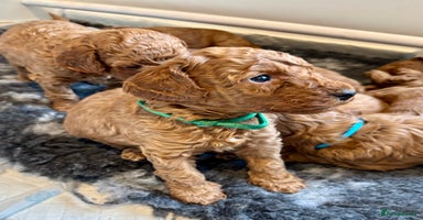 Cockapoo dogs - Advert 5