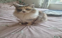 Ragdoll cats for sale: Ragdoll cross maine coon (Ragcoon) for sale - Image 5