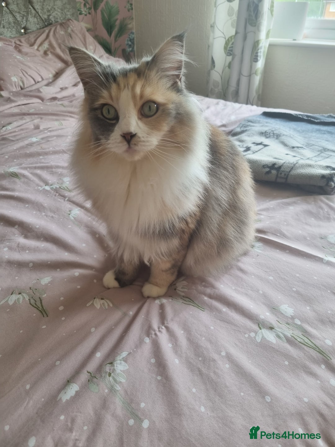 Ragdoll cats for sale: Ragdoll cross maine coon (Ragcoon) for sale - Image 5