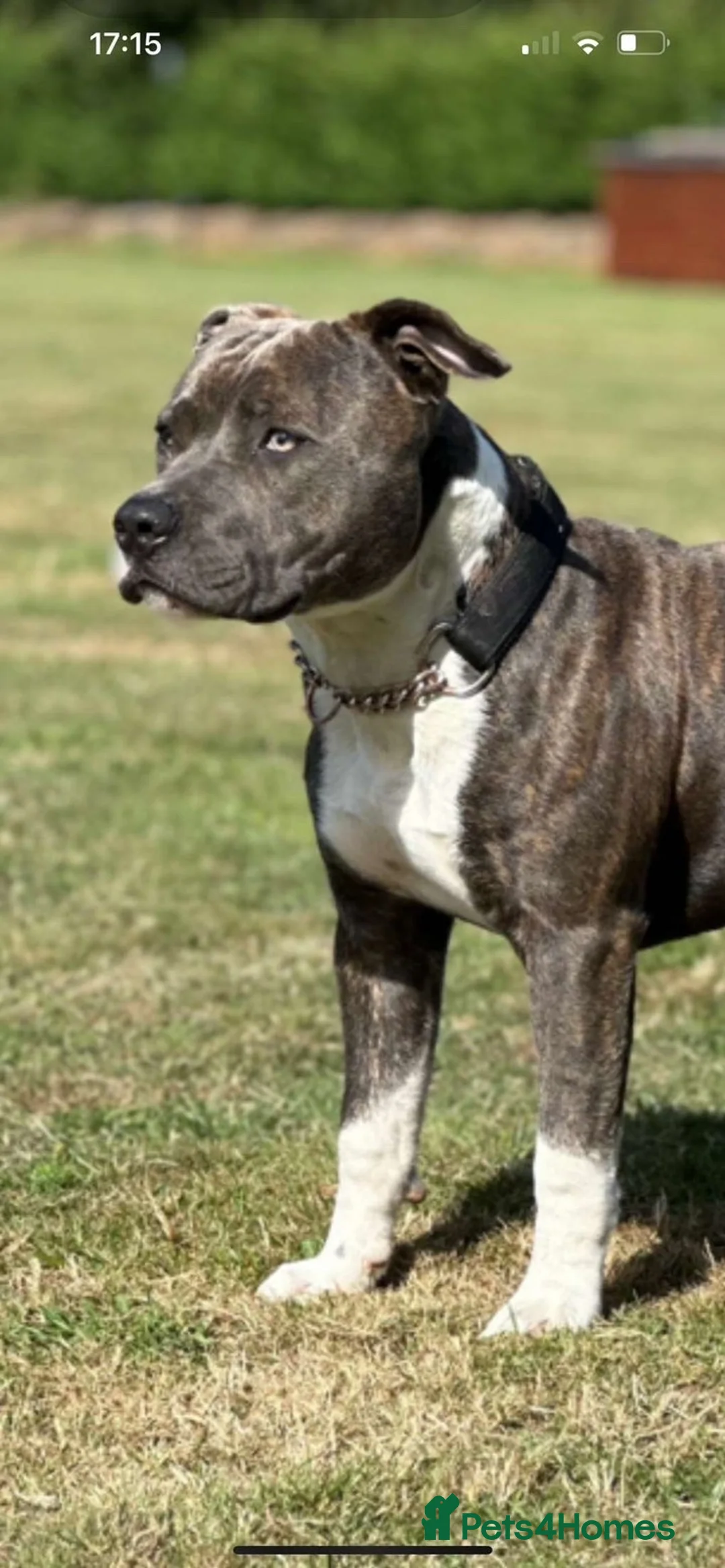 Staffordshire Bull Terrier dogs for stud: Mr roccco - Advert 3