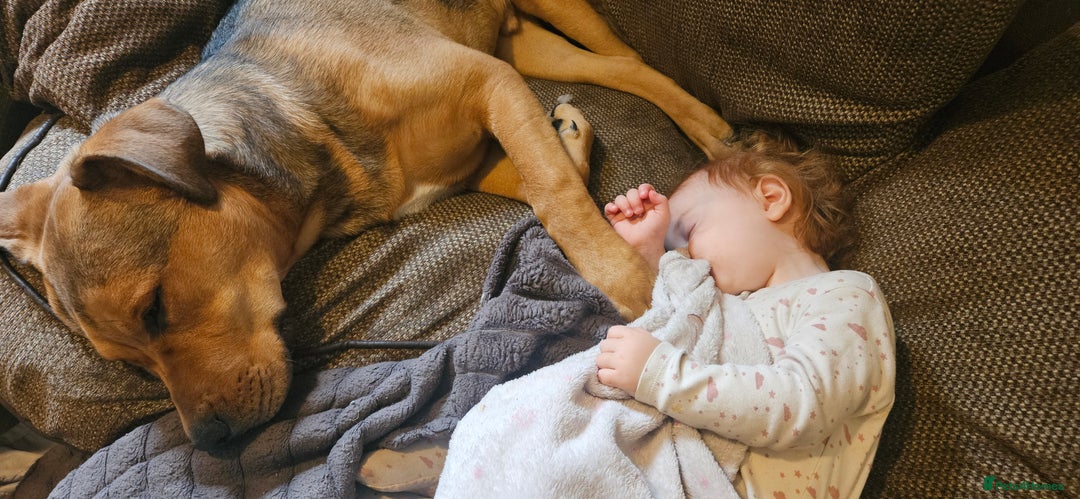 Mixed Breed dogs for sale: Male bullmastiff  - Image 5