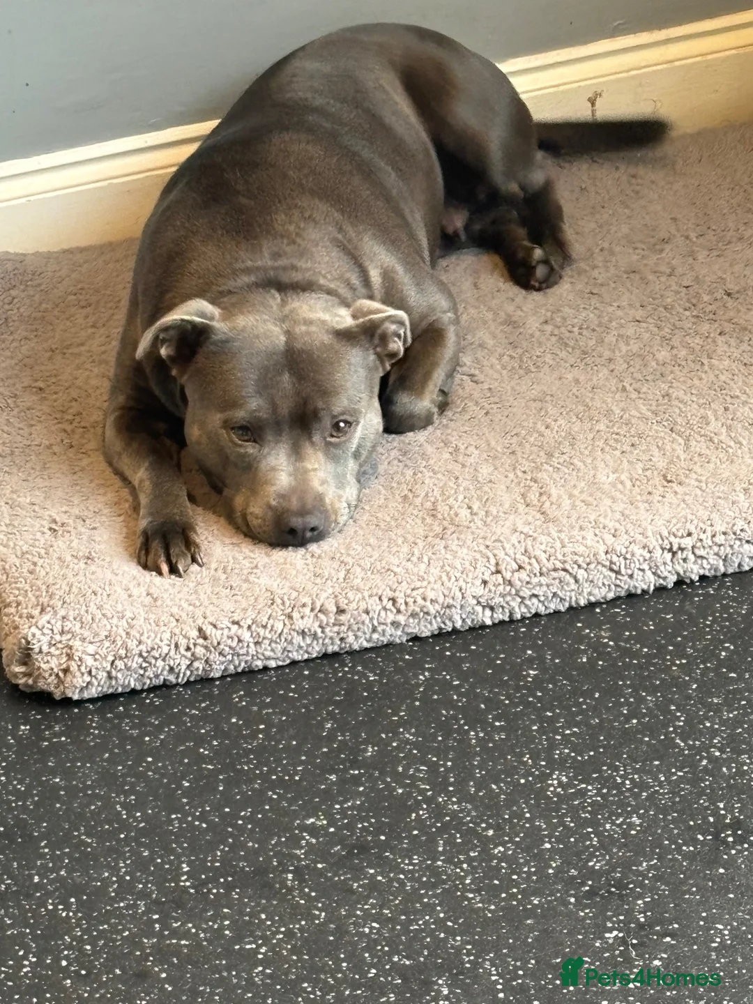 Staffordshire Bull Terrier dogs for sale: BEAUTIFUL BLUE STAFFY PUPPIES  - Advert 2