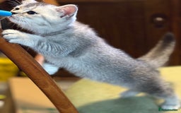 British Shorthair cats for sale: Beautiful silver black tipped girl 💕 - Image 19