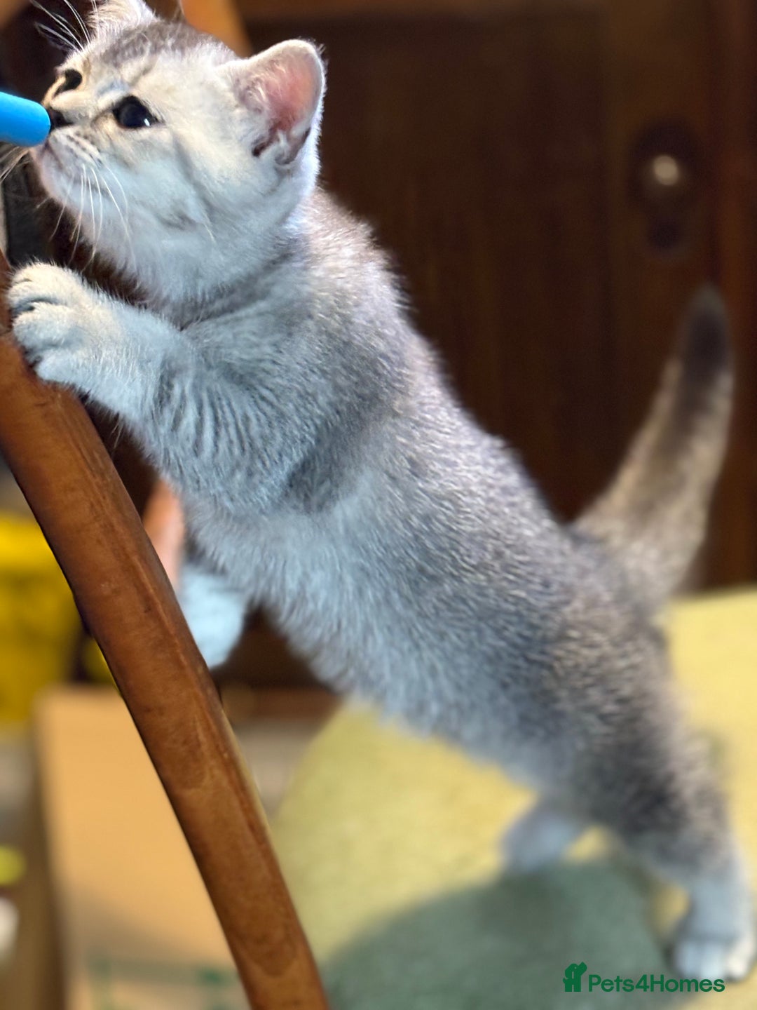 British Shorthair cats for sale: Beautiful silver black tipped girl 💕 - Image 19