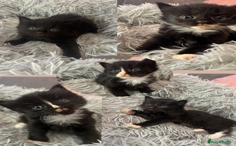 Mixed Breed cats - Advert 10