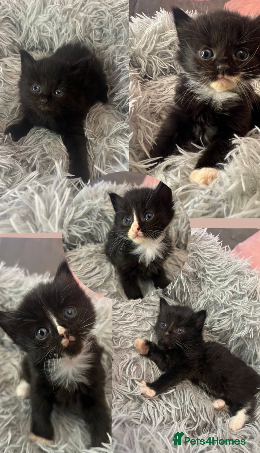 Mixed Breed cats for sale: Fluffy kittens - Image 1
