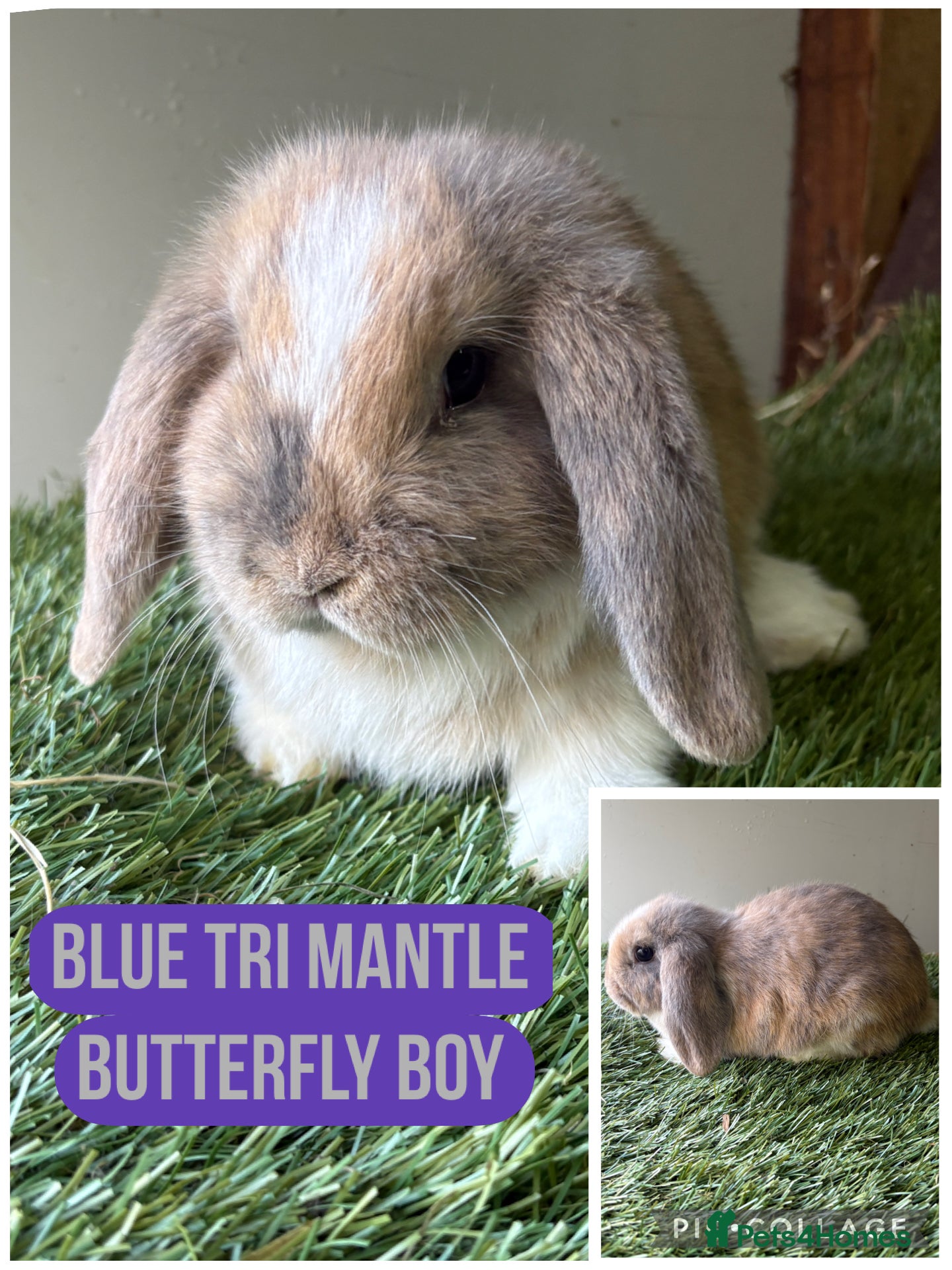 Mini Lop rabbits Beautiful, friendly mini lops 9 weeks old  - Advert 21