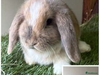 Mini Lop rabbits Beautiful, friendly mini lops 9 weeks old - Advert 21