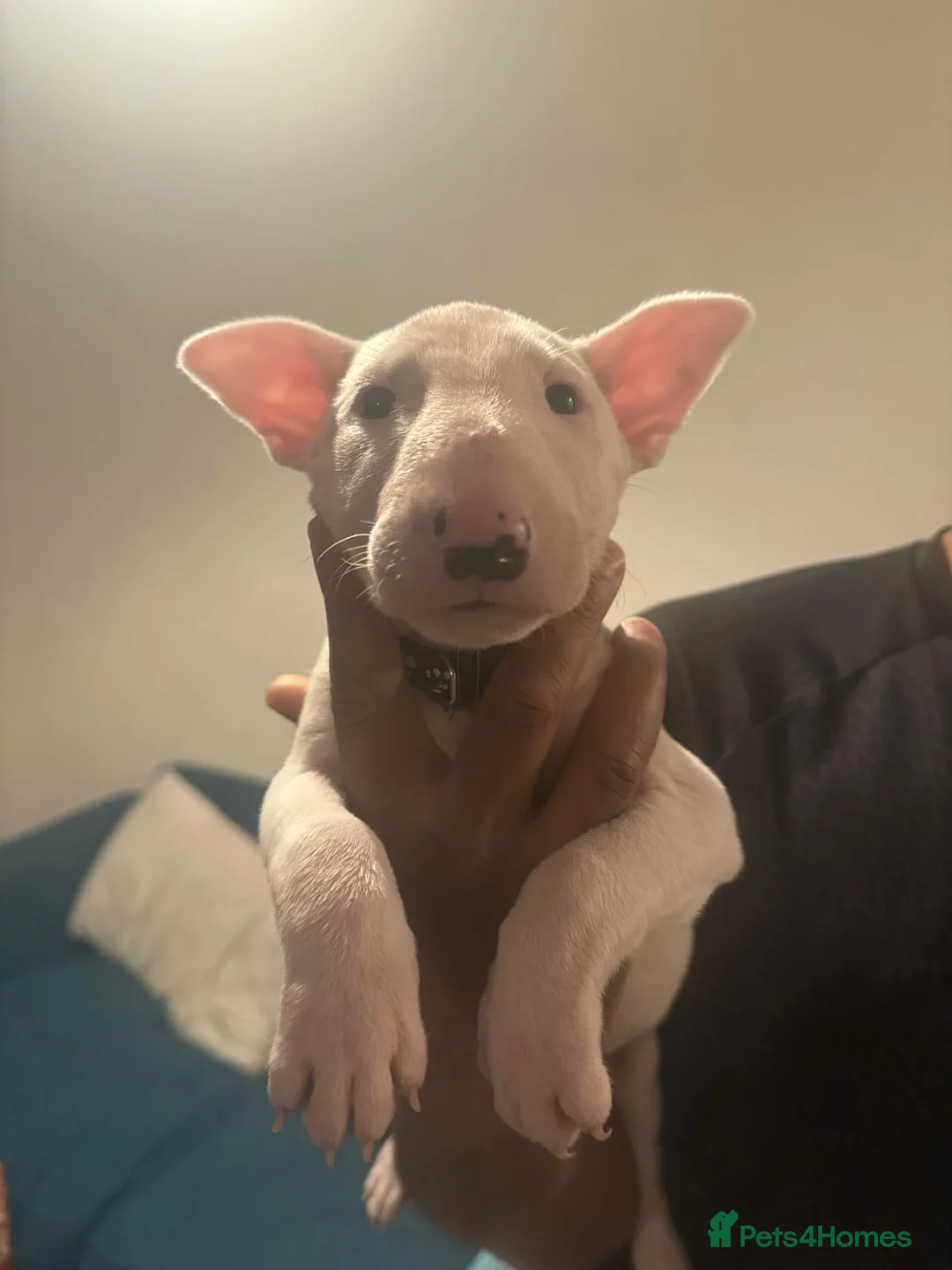 English Bull Terrier dogs for sale: English Bullterriers  in Hastings - Advert 1