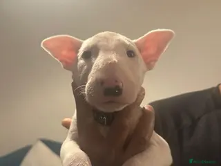 English Bull Terrier dogs English Bullterriers in Hastings - Advert 1