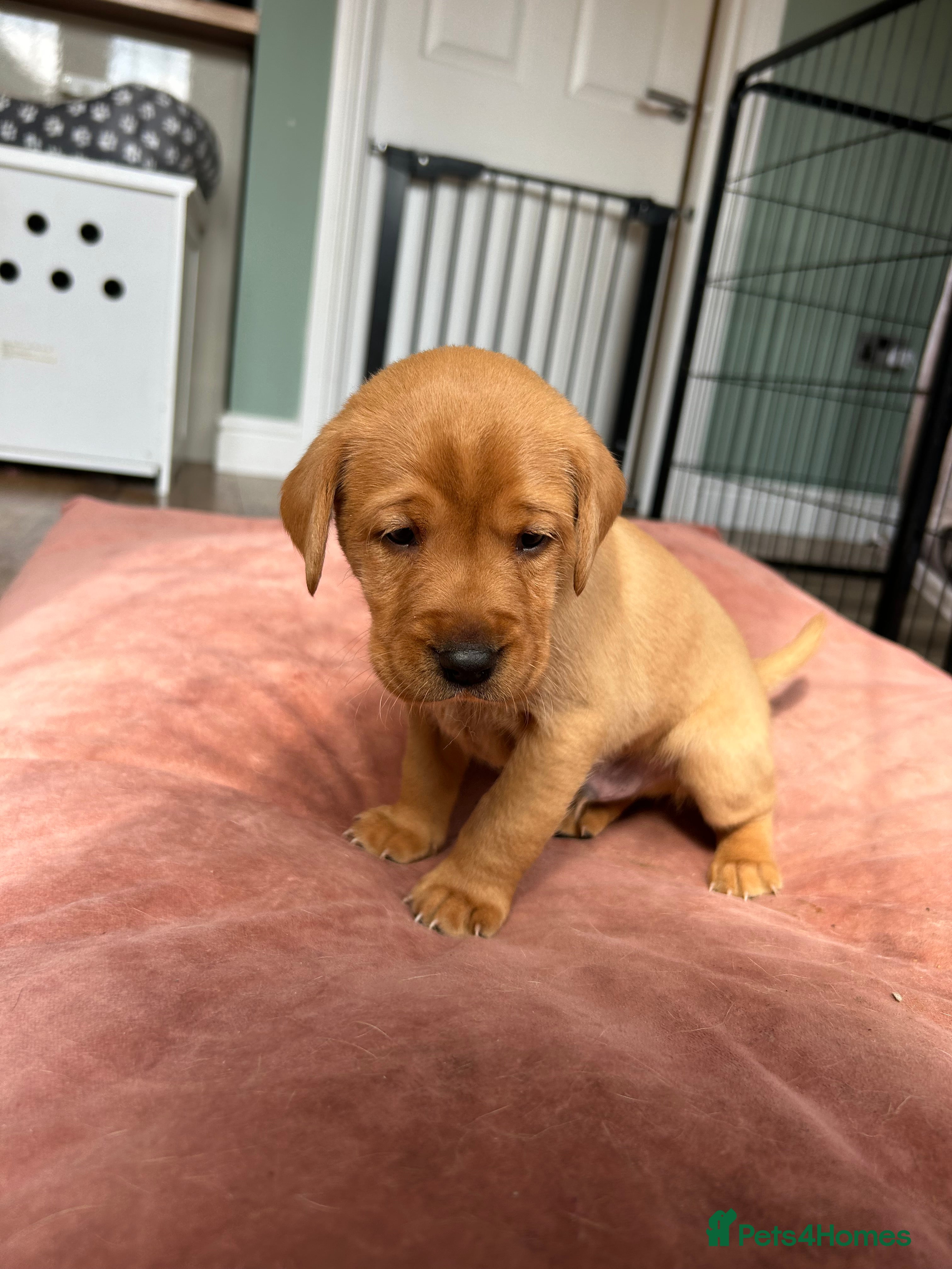 Labrador Retriever dogs Beautiful KC Fox Red Labrador puppies for sale  - Advert 2