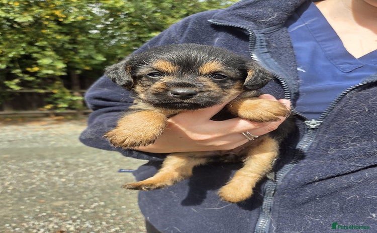 Mixed Breed dogs - Advert 3