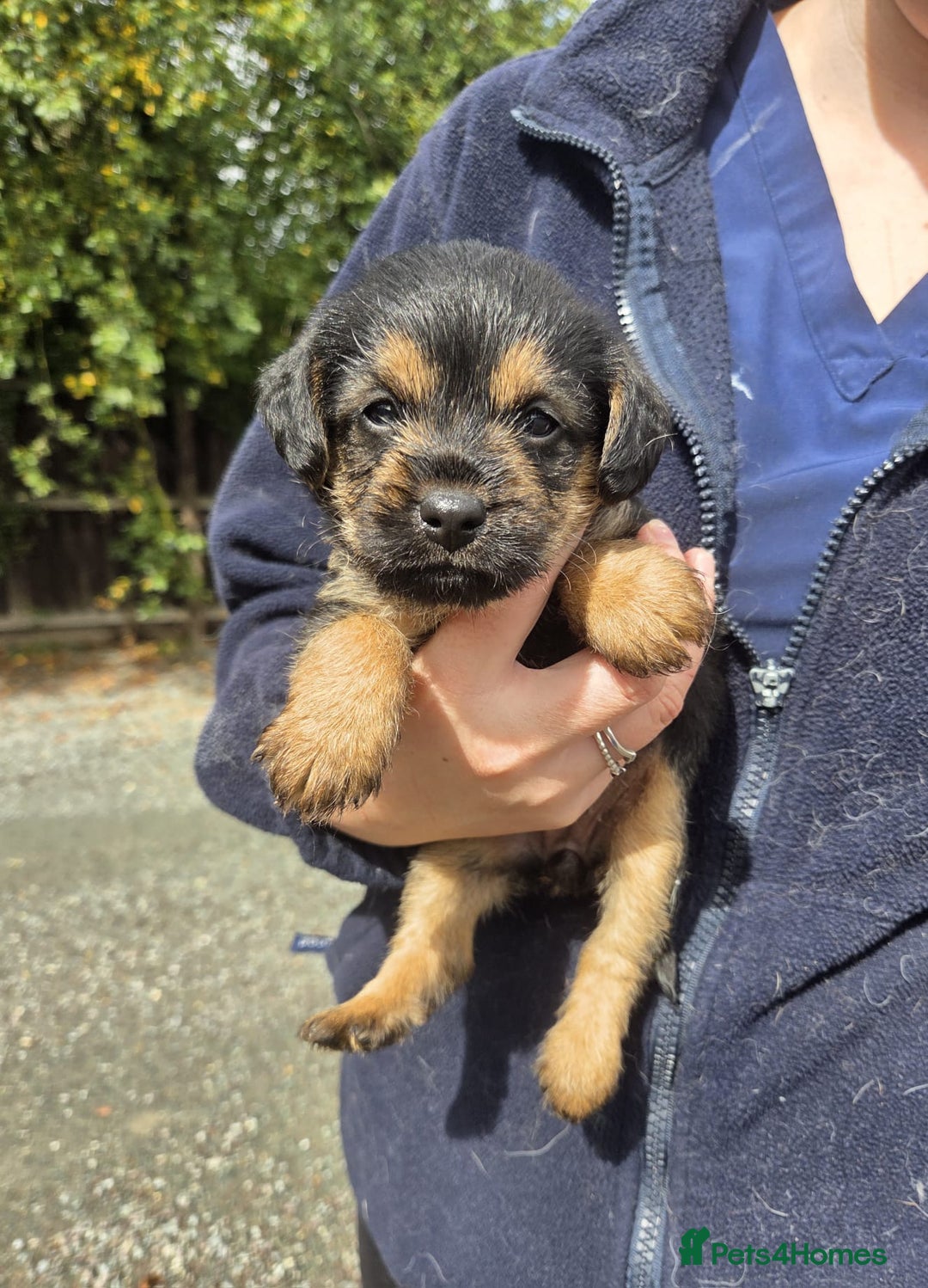 Mixed Breed dogs for sale: Borderpoo Puppies  - Image 1