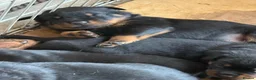 Rottweiler dogs for sale: 10 KC Registered Chunky Rottweiler Pups for Sale - Advert 7