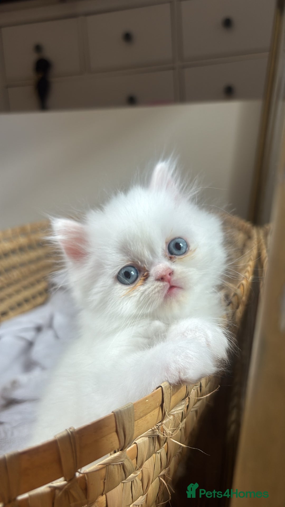 Persian cats for sale: Pure Persian baby's ready to lovely home   - Image 5