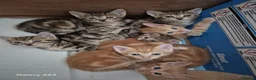 Mixed Breed cats for sale: 🐾 Beautiful Kittens Looking for Loving Homes 🐾 in Willenhall - Advert 1