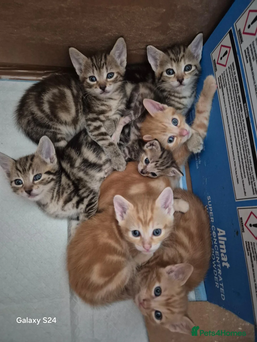 Mixed Breed cats for sale: 🐾 Beautiful Kittens Looking for Loving Homes 🐾 in Willenhall - Advert 1